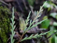 Asplenium flaccidum flaccidum