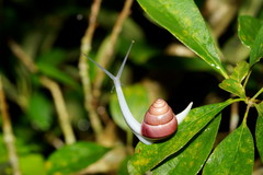 Satsuma phoenicis