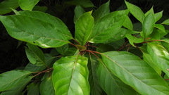 Cinchonoideae