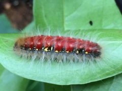 Lasiocampoidea