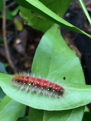 Lasiocampoidea