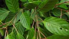 Cinchonoideae