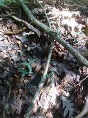 Chimaphila maculata