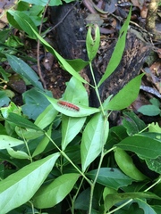 Lasiocampoidea