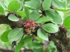 Jatropha neopauciflora