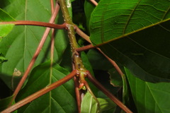 Cinchonoideae