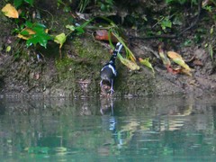 Enicurus schistaceus