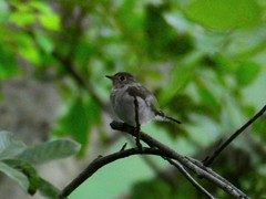 Muscicapa dauurica