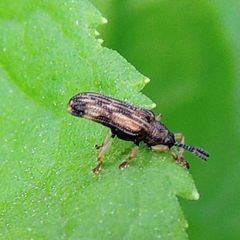 Sumitrosis inaequalis