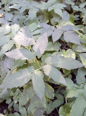 Aegopodium podagraria