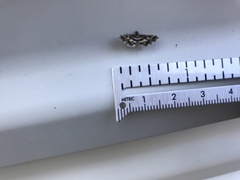 Diasemiopsis
