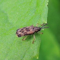 Sumitrosis inaequalis