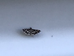Diasemiopsis