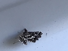 Diasemiopsis