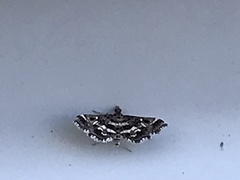 Diasemiopsis