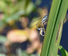 Lestes sponsa