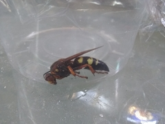 Sphecius speciosus