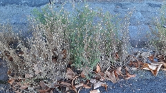 Chaenorhinum