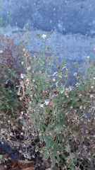 Chaenorhinum