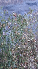 Chaenorhinum