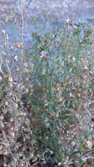 Chaenorhinum