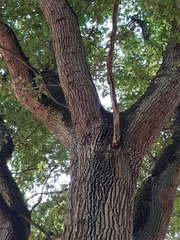 Thaumetopoea processionea