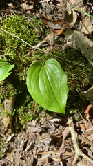 Maianthemum