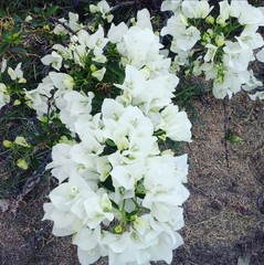 Bougainvillea