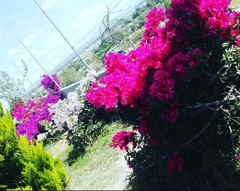 Bougainvillea