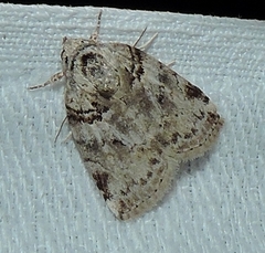 Garella vallata