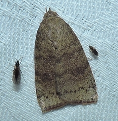 Austrocarea iocephala