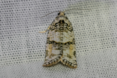 Argyrotaenia provana