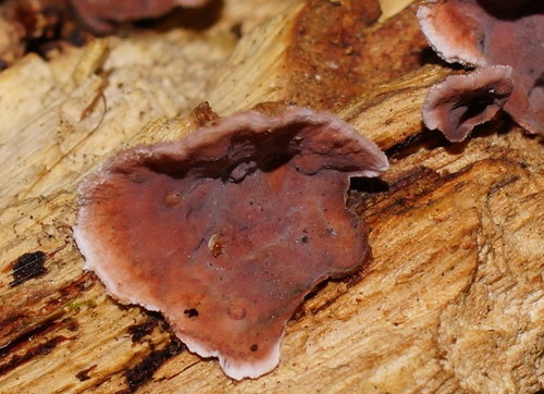 Xylobolus illudens image