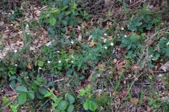 Arenaria montana