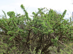Jatropha neopauciflora