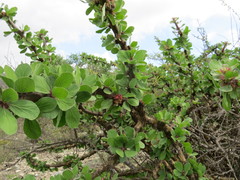 Jatropha neopauciflora