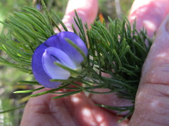 Psoralea speciosa