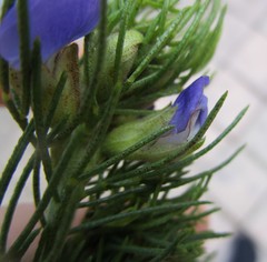 Psoralea speciosa