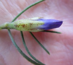 Psoralea speciosa