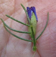 Psoralea speciosa