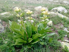 Gentiana punctata