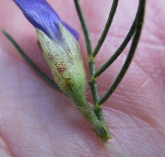Psoralea speciosa