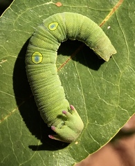 Charaxes saturnus saturnus