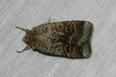 Abagrotis scopeops