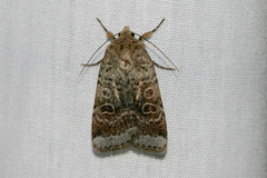 Abagrotis scopeops