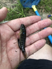 Dormitator maculatus