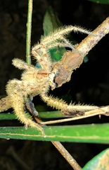 Heteropoda davidbowie