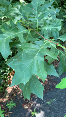 Quercus rubra