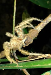 Heteropoda davidbowie