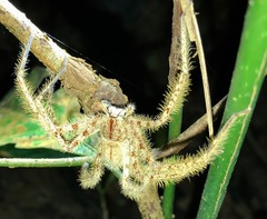 Heteropoda davidbowie